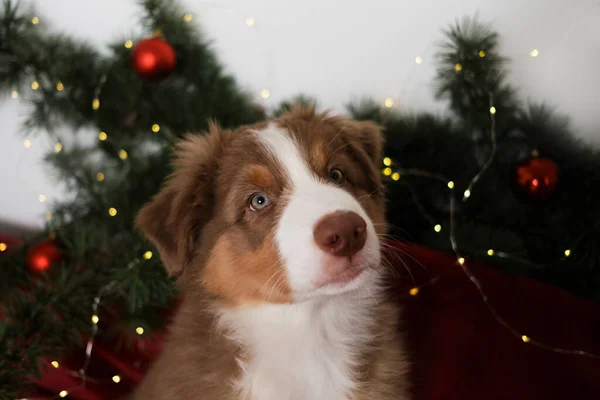 Red Tricolor Australian Shepherd Puppy Background Fir Branch Decorated Yellow — Stock Photo, Image