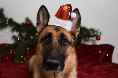 Alman kurdu Noel Baba 'nın kırmızı şapka portresini yakından takıyor. Yeni yılı ve Noel 'i köpeklerle, yaratıcı posterlerle kutlarız. Kartpostal veya bulmaca tasarımı.