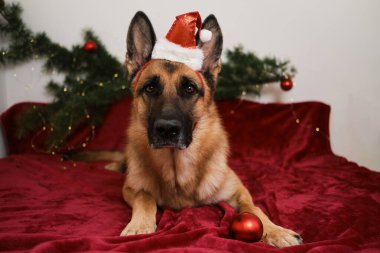 Alman kurdu Noel Baba 'nın kırmızı şapka portresini yakından takıyor. Yeni yılı ve Noel 'i köpeklerle, yaratıcı posterlerle kutlarız. Kartpostal ya da yapboz için tasarım. Kırmızı Noel balosunun yanında duruyor..