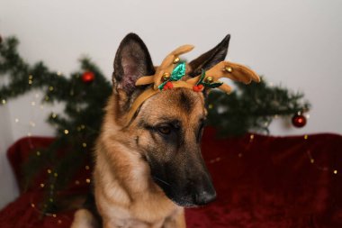 Yakından bir köpek portresi. Kış tatili Geyik boynuzlu Alman çoban köpeği yeni yılı ve Noel 'i kutluyor. Yaratıcı poster. Kartpostal veya bulmaca tasarımı.