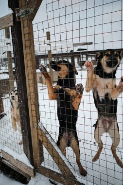 Esmer ve sarkık kulaklı Alaska 'lı köpek yavruları kışın kuş kafesinde arka ayakları üzerinde durup sevinirler. Çekici kuzeyli kızak köpekleri kar altında..
