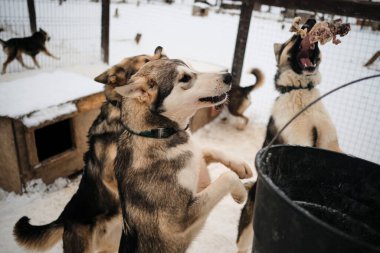 Kışın kızak köpek kulübesi. Sığınaktaki hayvanları beslemek ve onlarla ilgilenmek için rutin bir yöntem. Üç genç Alaska 'lı Husky yavrusu yiyeceğe bakar ve biri eti ağzıyla yakalar..