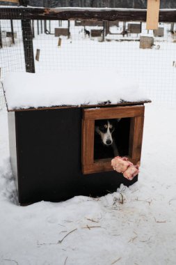 Köpek kulübesinin kuzey kızak köpeği. Siyah ve kırmızı Alaska Husky kışın kabinde yatar ve çiğ taze sığır etine bakar. Barınakta köpekleri beslemek.