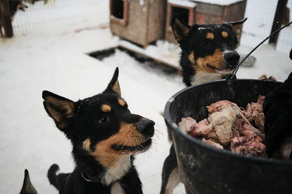 Canile Cani Slitta Inverno Routine Alimentazione Cura Degli Animali Riparo — Foto Stock