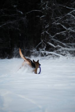 Black and red German Shepherd runs quickly through white snow and grabs blue ring toy with mouth. Dog in winter park is full of strength and energy. Rear view of ass and tail.
