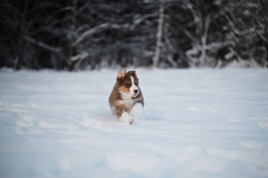 Avustralya çoban köpeği, beyaz çizgili üç renkli kırmızı köpek yavrusu orman arka planına karşı beyaz karla hızlı koşar. Avustralyalı köpek kış parkında yürüyüşe çıktı. Kulaklar hızdan ve rüzgardan farklı yönlere.