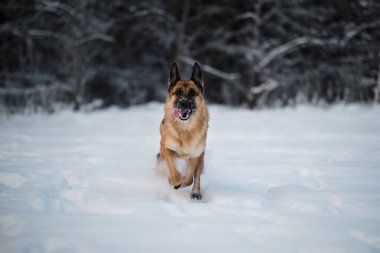 Siyah ve kırmızı Alman kurdu beyaz karda hızla koşar ve dili dışarı fırlamış bir şekilde gülümser. Kış parkındaki köpek güç ve enerji doludur. Hareket halindeki köpeğin komik portresi.