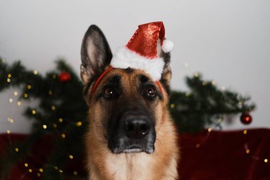 Alman kurdu Noel Baba 'nın kırmızı şapka portresini yakından takıyor. Yeni yılı ve Noel 'i köpeklerle, yaratıcı posterlerle kutlarız. Kartpostal veya bulmaca tasarımı.
