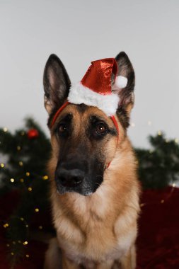 Alman kurdu Noel Baba 'nın kırmızı şapka portresini yakından takıyor. Yeni yılı ve Noel 'i köpeklerle, yaratıcı posterlerle kutlarız. Kartpostal veya bulmaca tasarımı.