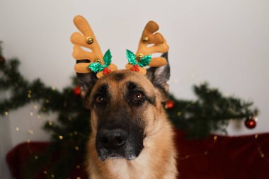 Yakından bir köpek portresi. Kış tatili Geyik boynuzlu Alman çoban köpeği yeni yılı ve Noel 'i kutluyor. Yaratıcı poster. Kartpostal veya bulmaca tasarımı.
