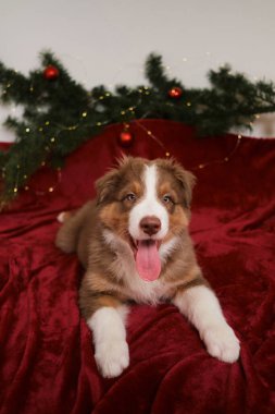 Neşeli kırmızı üç renkli Avustralya çoban köpeği sarı çelenk ve kırmızı Noel toplarıyla süslenmiş köknar dalının arka planında yatmaktadır. Avustralyalı genç bir köpek. Yeni yıl tatili.