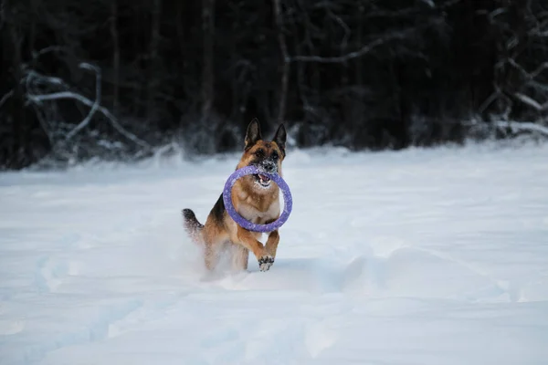 Kızıl Alman Çoban Köpeği Beyaz Karların Arasından Ormanın Arka Planına — Stok fotoğraf
