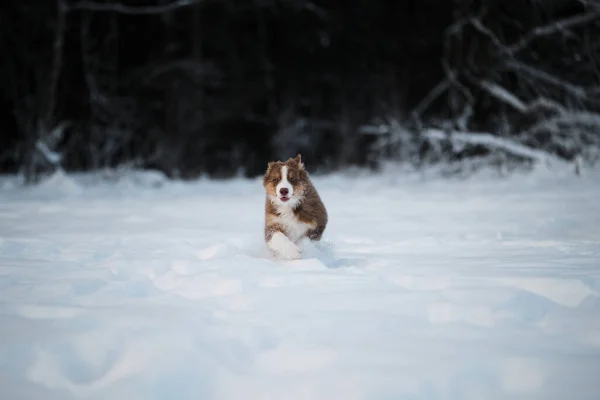 白い縞が付いているオーストラリアの羊飼いの犬の赤い三色の子犬は森林の背景に対して白い雪の上で速く走る 冬の公園を歩くオージー犬 速度と風とは異なる方向の耳 — ストック写真