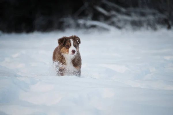 雪の森を背景に 白いストライプのオーストラリアの羊飼いの犬の赤い三色の子犬が雪の中に立っています 冬の公園を歩くオージー犬 — ストック写真