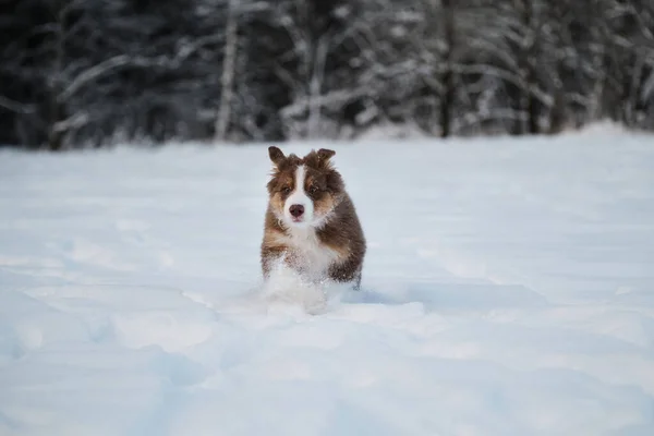 白い縞が付いているオーストラリアの羊飼いの犬の赤い三色の子犬は森林の背景に対して白い雪の上で速く走る 冬の公園を歩くオージー犬 速度と風とは異なる方向の耳 — ストック写真