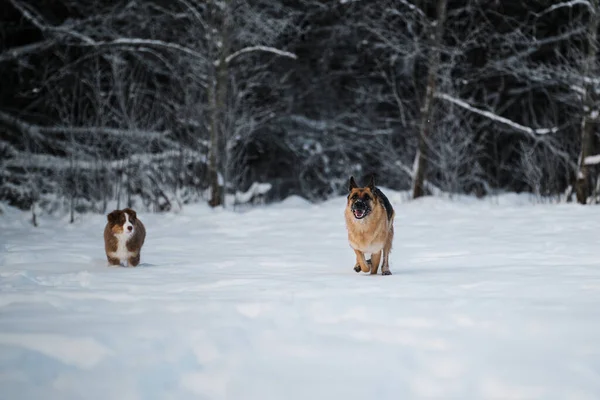 德国牧羊犬在森林的背景下 在白雪中飞奔向前 而澳大利亚小狗则站在后面观看 两只狗在冬季公园 澳大利亚牧羊犬红色三色旗 — 图库照片
