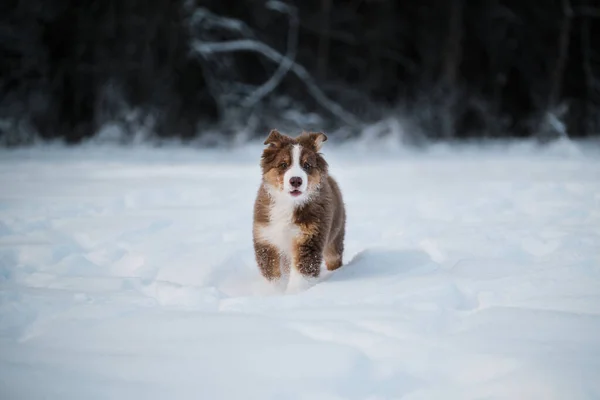 白い縞が付いているオーストラリアの羊飼いの犬の赤い三色の子犬は森林の背景に対して白い雪の上で速く走る 冬の公園を歩くオージー犬 速度と風とは異なる方向の耳 — ストック写真
