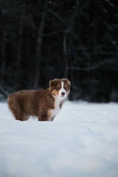 Puppy Australian Shepherd Dog Red Tricolor White Stripe Stands Snow — Stock Photo, Image