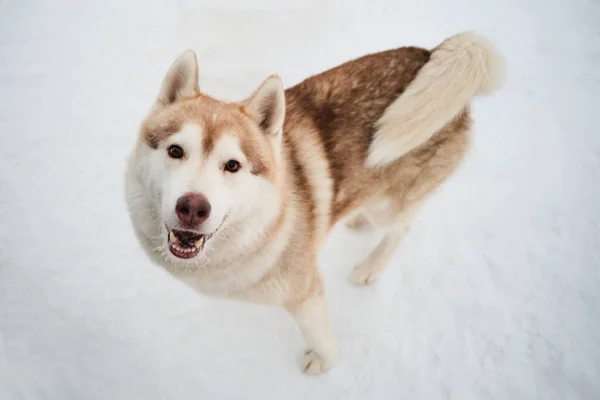 Északi Szánkózó Kutyák Kennel Télen Portré Közeli Kilátás Felülről Barna — Stock Fotó