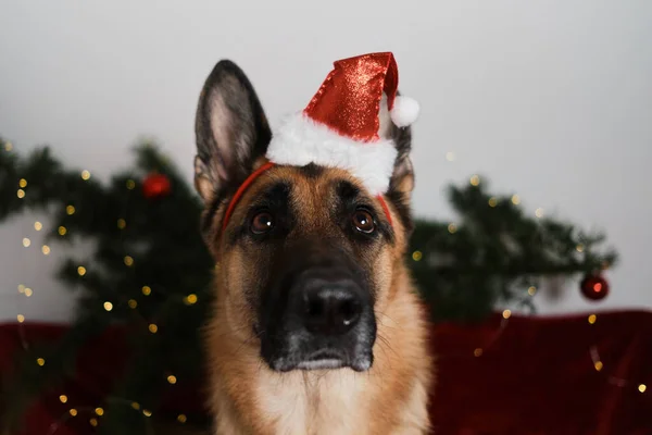 German Shepherd Wears Santas Red Hat Portrait Close Celebrate New — Stock Photo, Image