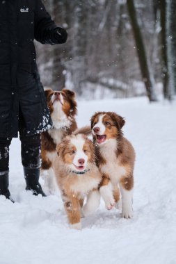 İki Avustralya çoban köpeği kırmızı Merle ve üç renkli kardeş kış parkında eğleniyorlar. Avustralyalı yavrular, kahverengi köpekleri anne ve insan sahibiyle karda koşar. Çoban kulübesi yürüyor..