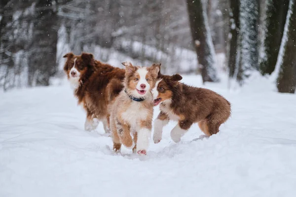 Two Brothers Australian Shepherd Puppy Red Merle Tricolor Having Fun — Stock Photo, Image