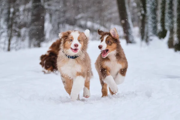 Twee Broertjes Van Australian Shepherd Puppy Rood Merle Tricolor Vermaken — Stockfoto