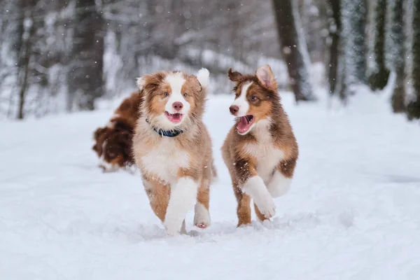 İki Avustralya çoban köpeği kırmızı Merle ve üç renkli kardeş kış parkında eğleniyorlar. Avustralyalı yavrular karda koşar ve gülümserler. Çoban kulübesi yürüyor..