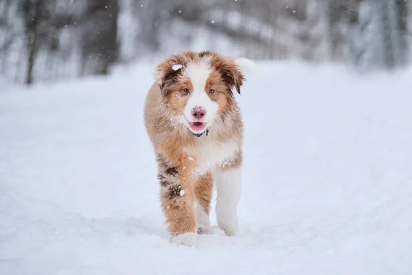 オーストラリアの羊飼いの子犬の赤メルルは冬の公園で雪の中を歩く 外の新鮮な空気の中でオージー子犬と歩いてください 陽気で活発な若い犬 — ストック写真