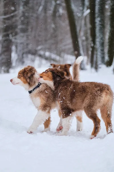 Two Brothers Australian Shepherd Puppy Red Merle Tricolor Having Fun — Stock Photo, Image
