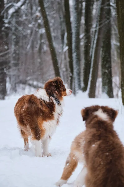 Twee Pups Aussie Rood Driekleurig Merle Zijn Woedend Sneeuw Hun — Stockfoto