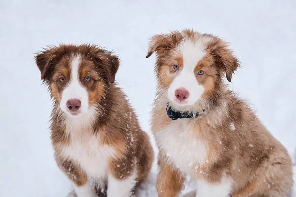 2匹の子犬のオーストラリアの赤い三色とメルルは雪とポーズに座っています 面白い突き出た耳を持つ2人のオージー兄弟の肖像 茶色の鼻と緑のインテリジェントな目 — ストック写真