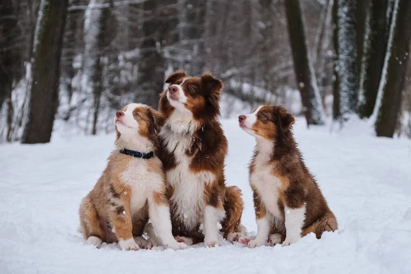 Two Aussie Puppies Red Merle Tricolor Mother Dog Sit Side — Stockfoto