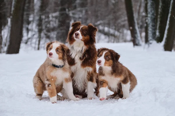 Büyüleyici Avustralyalı çobanlar yetişkin ve çocukları gezdiriyorlar. İki Avustralyalı köpek yavrusu kırmızı cıvıl cıvıl ilerliyorlar ve anne köpekleri kış parkında kar altında yan yana oturuyor..