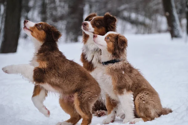 Aussie Red Merle Puppy Next Mother Dog Snow Winter Park — Stockfoto
