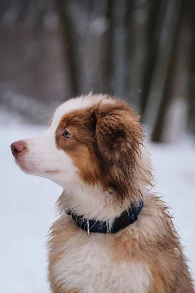 オーストラリアの羊飼いの子犬は冬の雪の背景に近いプロファイルで襟の肖像画と赤いメルル 新鮮な空気中のオーストラリアの子犬 若いサラブレッド犬 — ストック写真