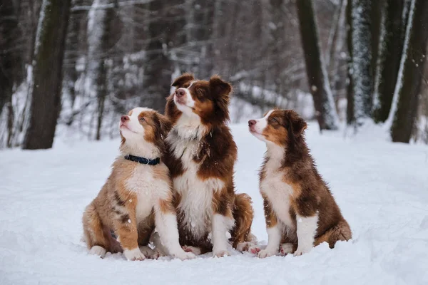 Deux Chiots Aussie Merle Rouge Tricolore Leur Chien Mère Assoient Image En Vente