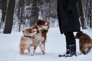 İki Avustralya çoban köpeği kırmızı Merle ve üç renkli kardeş kış parkında eğleniyorlar. Avustralyalı yavrular, kahverengi köpekleri anne ve insan sahibiyle karda koşar. Çoban kulübesi yürüyor..