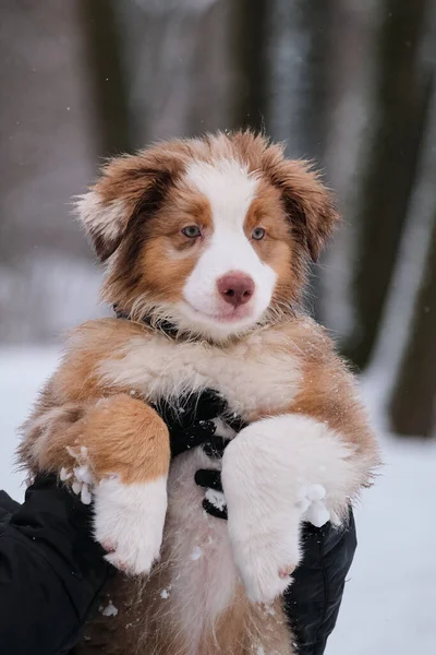 所有者は雪を背景に冬の公園で脇の下に3ヶ月の子犬オージーを保持しています オーストラリアのシェパードレッドメルルは面白い耳を持つ若い犬です 肖像画を閉じる — ストック写真