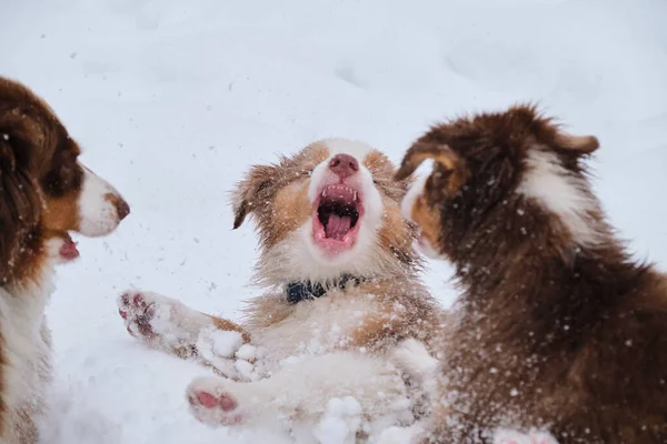 Two Aussie Puppies Red Merle Tricolor Having Fun Playing Snow — Stockfoto
