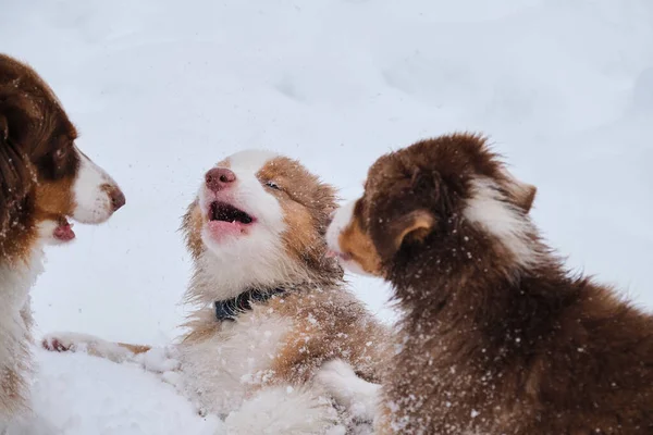 Twee Aussie Puppies Rood Merle Driekleurig Hebben Plezier Spelen Sneeuw — Stockfoto