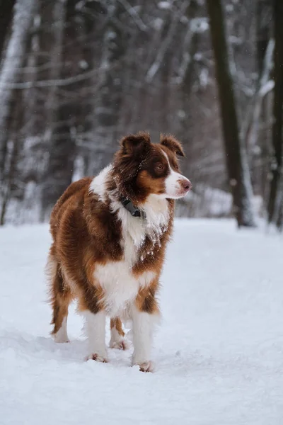 冬の公園で茶色のオーストラリアの羊飼いの品種の大人の犬は雪の中に立って生活を楽しんでいます オージーは赤い三色で面白い耳とインテリジェントな目 — ストック写真