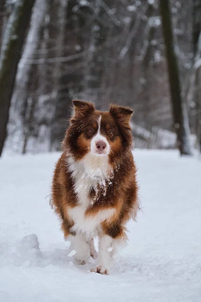 冬の公園で茶色のオーストラリアの羊飼いの品種の大人の犬は雪を通って進み 人生を楽しんでいます オージーは赤い三色で面白い耳とインテリジェントな目 — ストック写真