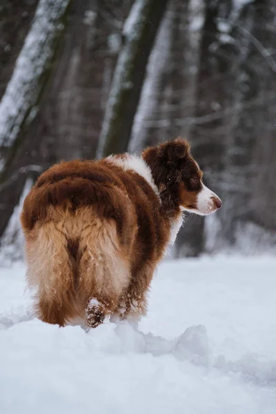 Adult Dog Australian Shepherd Breed Brown Color Winter Park Aussie — Stockfoto
