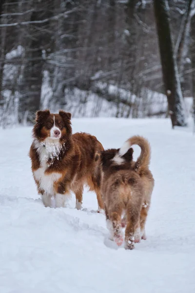 Two Puppies Australian Shepherd Dog Cropped Long Tails Walking Winter — Stockfoto