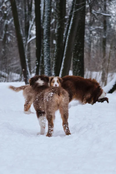 Avustralyalı Köpek Yavruları Yetişkin Köpek Kış Parkında Karda Yürürler Avustralya — Stok fotoğraf
