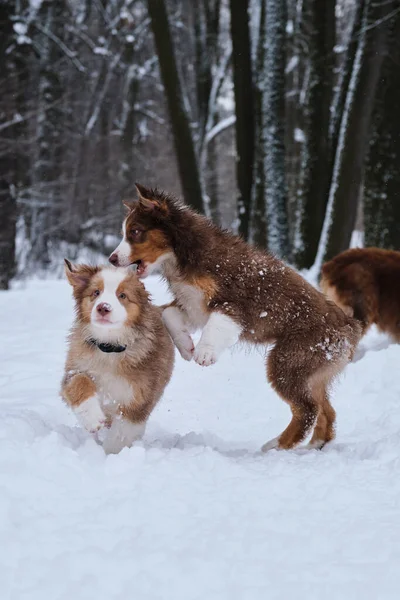 オーストラリアの羊飼いの子犬の赤いメルルと三色の2人の兄弟が冬の公園で楽しんでいます オーストラリアの子犬は雪と笑顔で実行されます 歩いて羊飼いの犬小屋 — ストック写真
