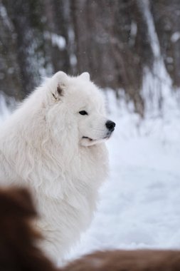 Kuzey Aborjinleri iri yapılı olur. Güzel, tüylü, yetişkin Samoyed köpek, profil manzaralı. Kış parkında yüzün karla çevrili olsun. Kahverengi köpek odak dışı.