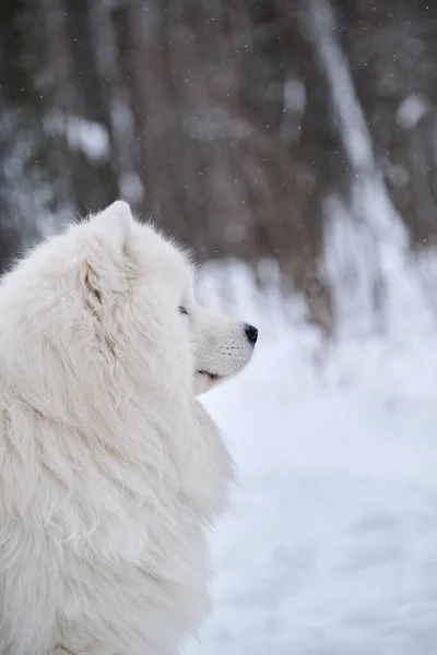 Güzel Tüylü Yetişkin Samoyed Köpek Profil Manzaralı Kuzey Aborjinleri Iri — Stok fotoğraf
