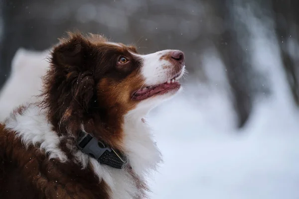 Doorgewinterde Honden Wandelen Het Winterpark Tijdens Sneeuwval Aussie Rood Driekleurig — Stockfoto